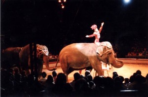 Life with a circus is not humane for elephants.